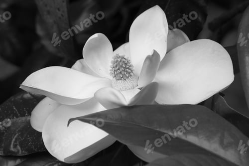Preview: Magnolia Flower In Black And White