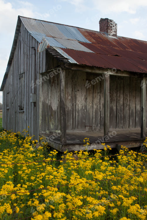 Preview: Old Slave Cabin In A Field Of Wild Flowers