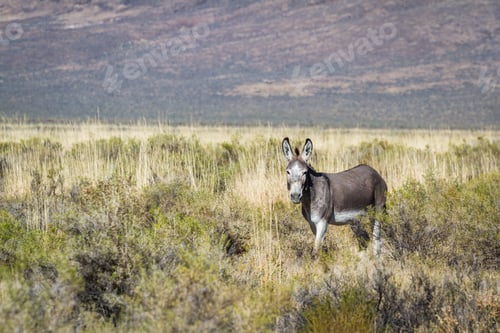 Preview: Wild Burro Just North Of The Sheldon National Wildlife Refuge, In North Western Nevada Alongside