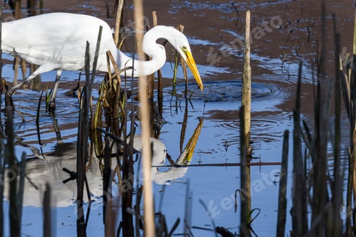Preview: Beautiful Great White Egret With A Fish In His Beak In A Shallow Tidal Pond Near Hunter Creek In