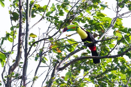 Preview: Keel Billed Tucan, A Beautiful Bird With Vivid Colors Perched On A Tree In The Rainforest Of Costa