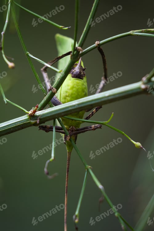Preview: Details On A Leaf Bug With Very Intricate Pattern And Realistic Leaf Green Color Found In The