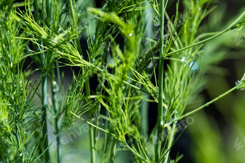 Preview: Close Up Of A Healthy Asparagus Plant With Water Drops Adding A Natural Effect To A Natural