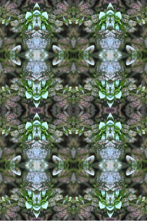 Preview: A Potted Pink Splash Plant Abstract With Lush Spotted Leaves 0273