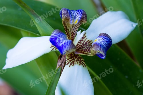 Preview: Close Up Of A White And Blue Orchid In The Costa Rican Rain Forest