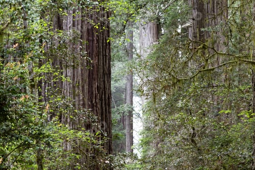Preview: Close Up Of A Towering Redwood Tree In The Forest With Its Distinctive Bark And A Wide Base