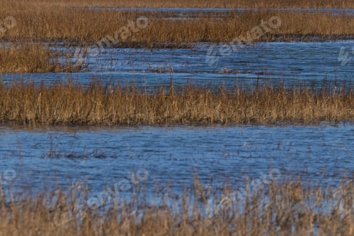 Preview: Wetland Landscape With Blue Sky