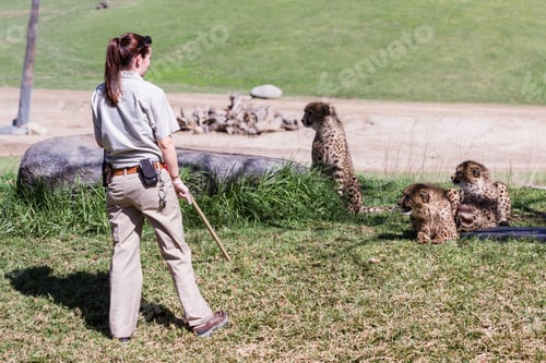 Preview: San Diego Zoo Safari, Escondido, California - March 04 : Zoo Keepers Feeding The Cheetahs, March 04