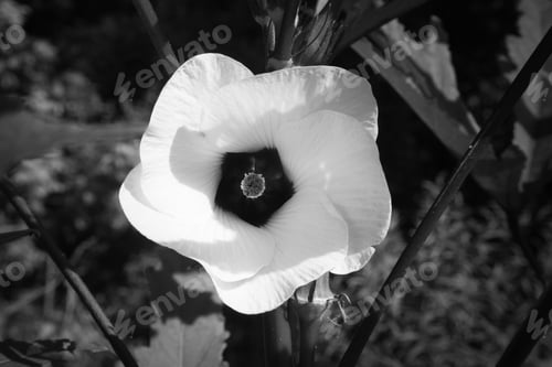 Preview: Flower In The Sunshine In Black And White