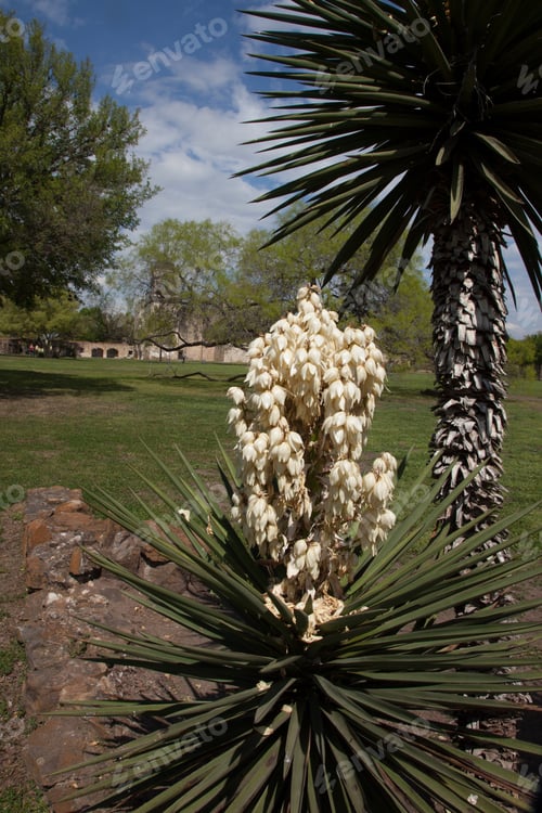 Preview: Yucca Plant With Flowers