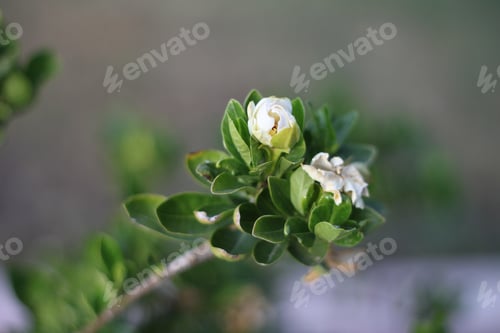 Preview: A Gardenia Jasminoides Plant With White Flowers 5950