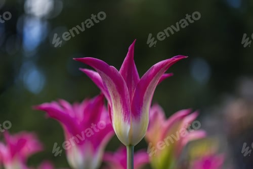 Preview: Fresh And Beautiful Triple Pink Tulip Closeup.