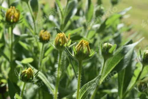 Preview: Precious Shot Of A Budding Black Eyed Susan