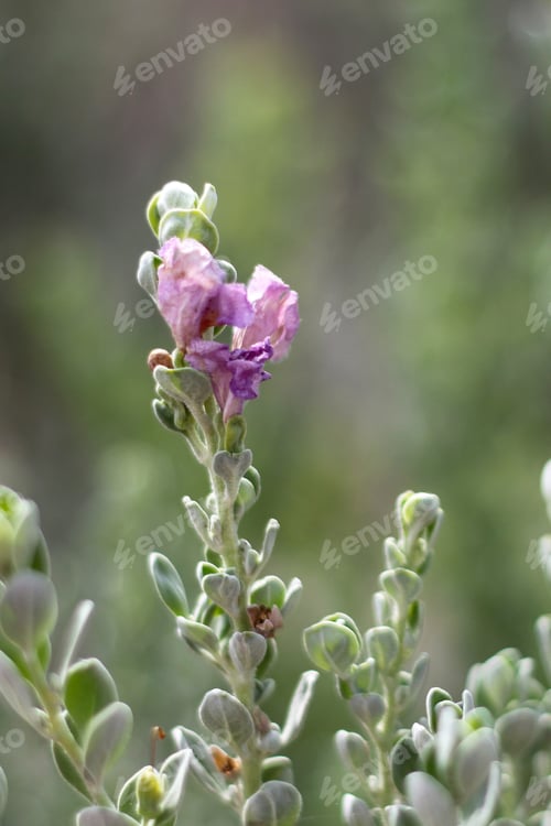 Preview: A Leucophyllum Fructescens Cenizo Plant With Purple Flowers 0588