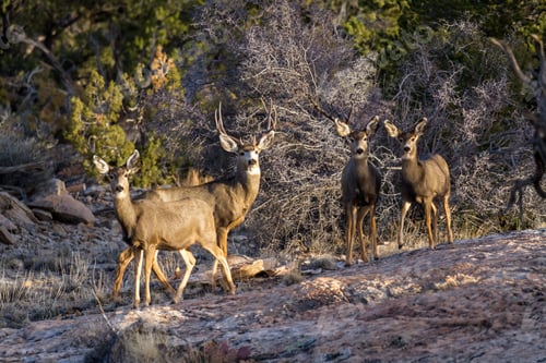 Preview: Mule Deer Family In Direct Afternoon Sunlight In Red Sandstone Characteristic Of The American