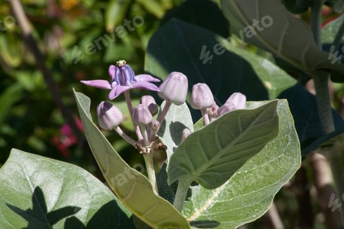 Preview: Purple Flowers In The Sunshine