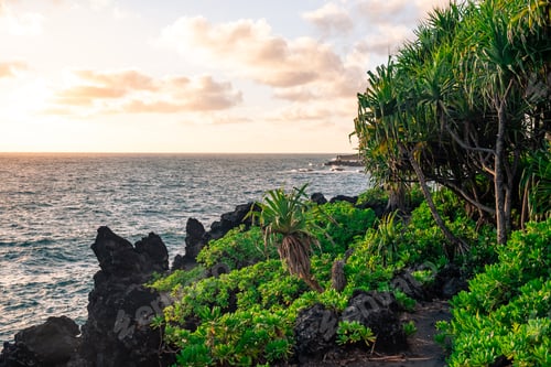 Preview: Beautiful View From A Coastal Hicking Trail At Sunrise With Trees In The Foreground And The Ocean