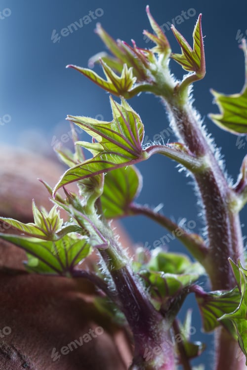 Preview: Close Up Of A Sweet Potato That Sat On The Counter For Too Long And Now Has Stems And Leaves