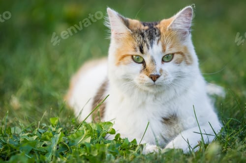 Preview: Close Up Of An Outdoor Cat Laying Down On Green Grass