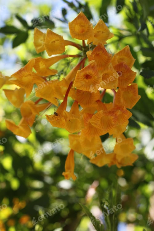 Preview: Clumps Of Orange Trumpet Vine Flowers 6965