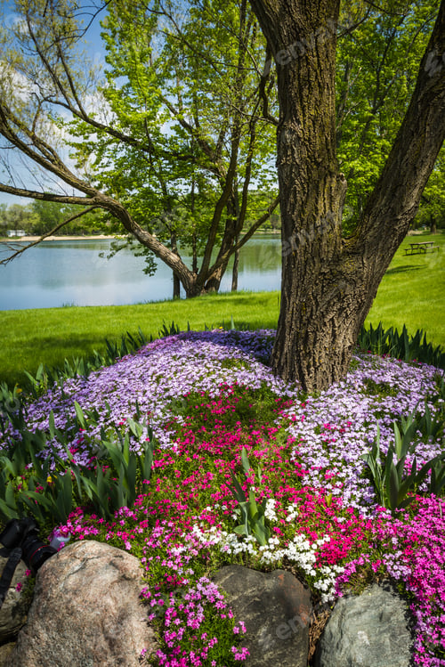 Preview: Beautiful Landscaping With Colorful Phlox Covering The Grounds Of A Large Yard
