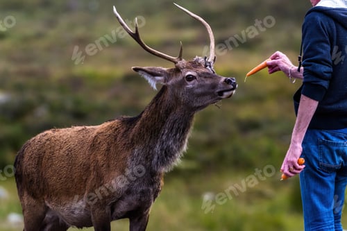 Preview: Glen Coe, Scotland - Man Hand Feeding A Young Stag In The Scottish Highlands
