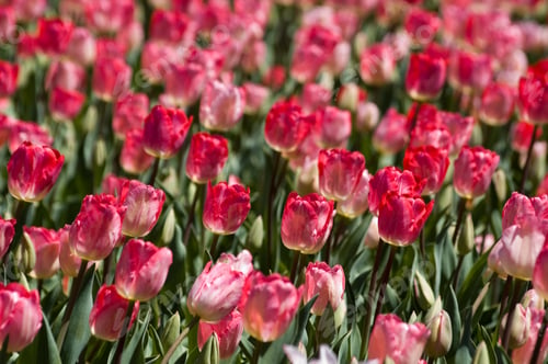 Preview: Field Of Blooming Tulips