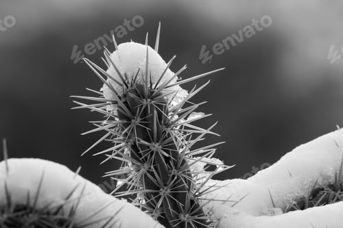 Preview: Cactus With Snow In Black And White