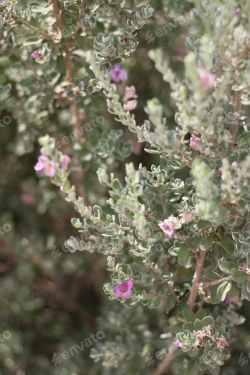 Preview: A Leucophyllum Fructescens Cenizo Plant With Purple Flowers 0682