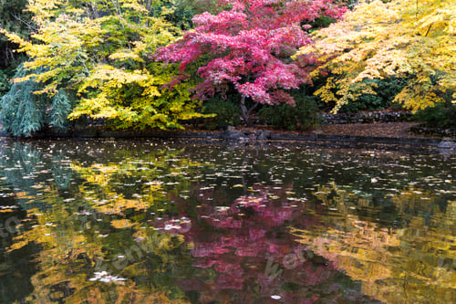 Preview: Beautiful Colorful Reflections On The Pond Of Autumn Trees In A Variety Of Colors With Leaves