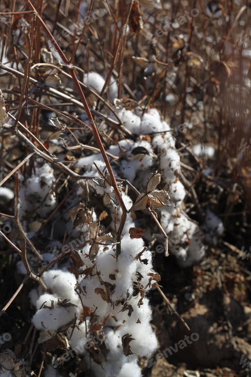 Preview: A Field Of Cotton Plants After Harvest 4652