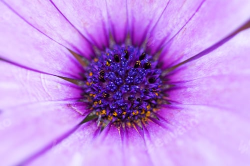 Preview: Macro Of A Daisy Gerbera With Purple Petals