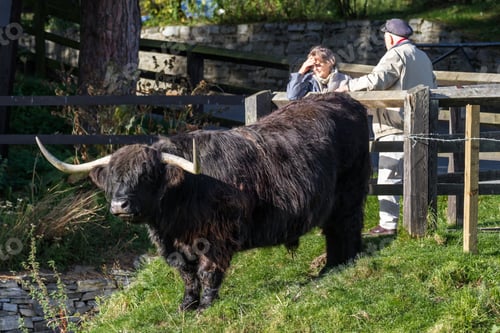 Preview: Perthshire Scotland - September 12 2019: Black Highland Bull Standing Near The Entrance To The