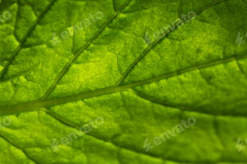 Preview: Fresh Organic Mint Close Up With Low Light And Great Detail Of The Leaf