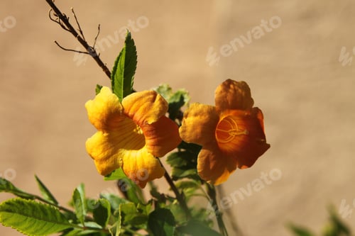 Preview: Clumps Of Orange Trumpet Vine Flowers 6275