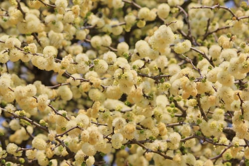 Preview: Golden Yellow - Wild Flower Background From Africa - Spring Season In Mother Nature'S Back Yard