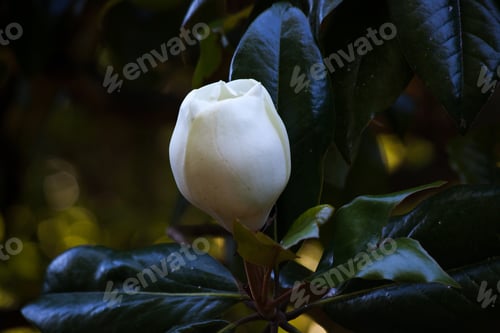 Preview: Magnolia Blossom Outdoors On The Tree