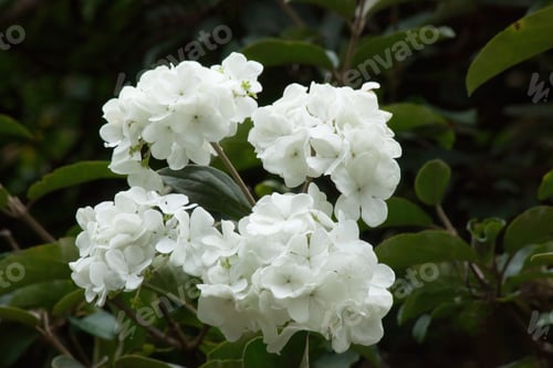 Preview: White Hydrangea Outdoors In A Garden