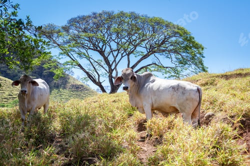 Preview: Young Bulls In A Dry Section Of Forest In Guanacaste Costa Rica