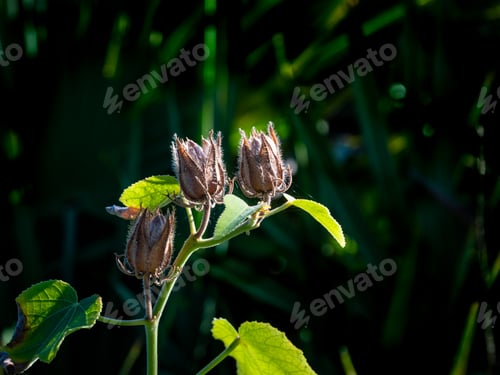 Preview: Hibiscus Seed Pods With Close Up View Of Silky Hairs And Curling Sepals In A Florida Forest.