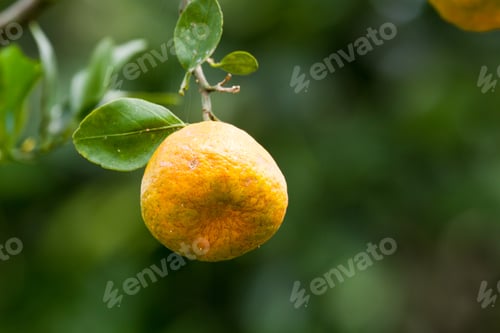 Preview: Juicing Oranges In The Cayo District Of Belize