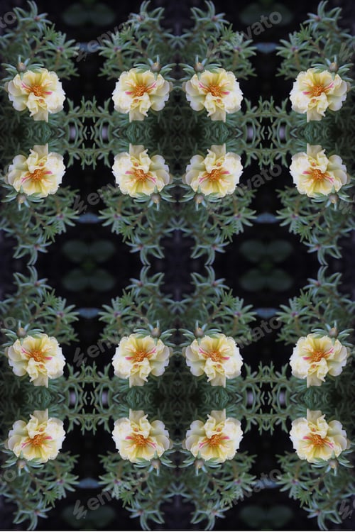 Preview: A Moss Rose Purslane Plant With Butter Yellow Cream Flowers 9837
