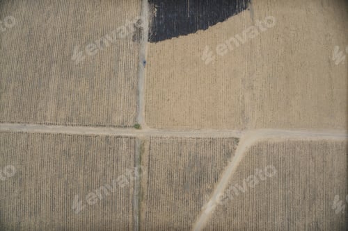 Preview: Aerial View Of Farm. Sugar Cane Agriculture.
