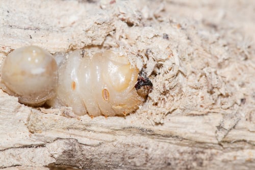 Preview: Round Headed Borer Larvae Burrowed In A Piece Of Tropical Hardwood