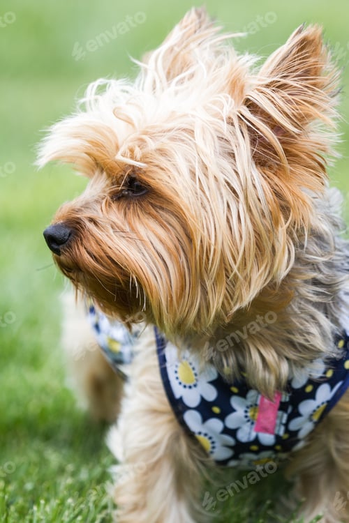 Preview: Adult Female Yorkshire Terrier Puppy Wearing A Summer Dress Posing For Pictures On A Green Grass