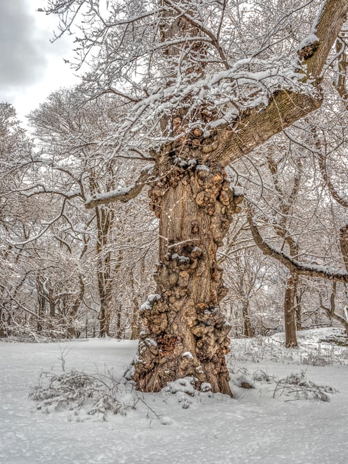 Preview: Large Tree In Central Park, New York City During Snow Storm