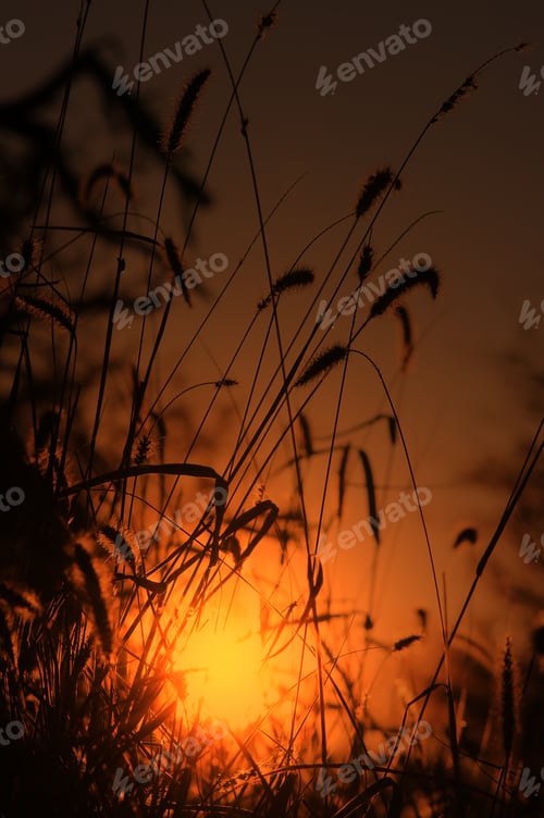Preview: Nature Background - Wild Grass Colors From The Outdoors - Delicate Life