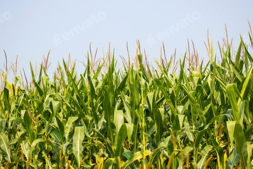 Preview: Corn In A Field Ready To Be Harvested