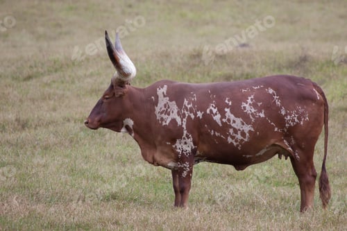 Preview: Ankole Longhorn Cow In A Field Of Grass