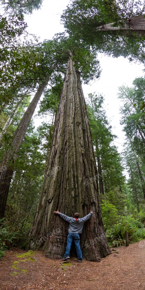 Preview: Young Man Hugging A Giant Red Wood Tree In A Park In Northern California